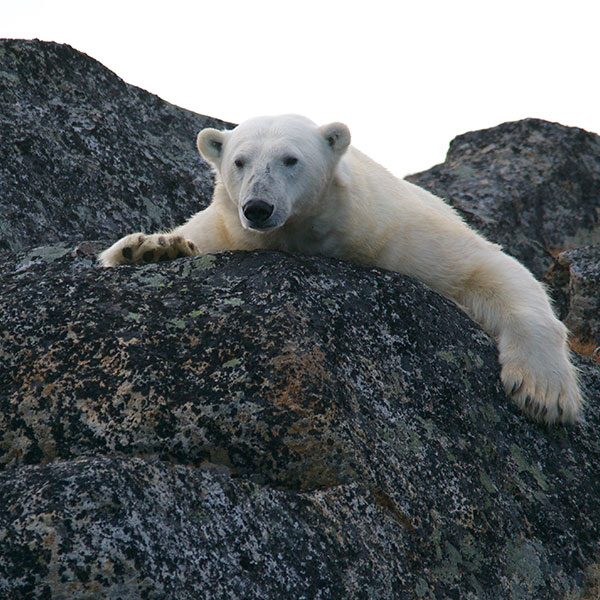 "polarbear-in-svalbard"
