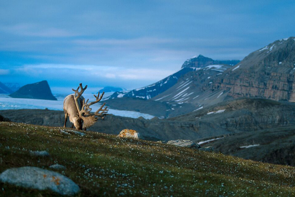 "Reindeer in Svalbard"