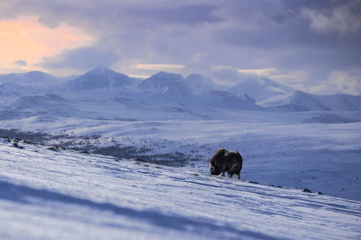A lonely musk oxen on a snow covered field