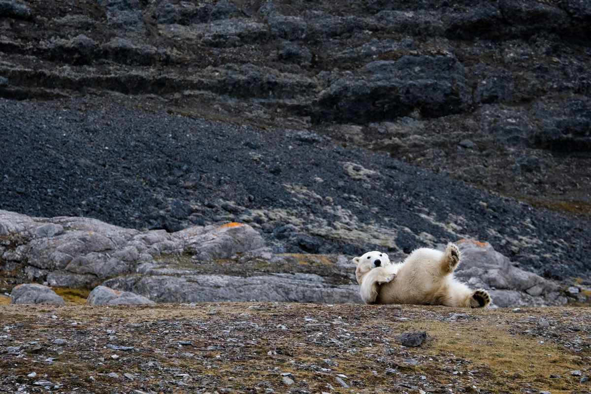 Polarbear rolling around on the ground